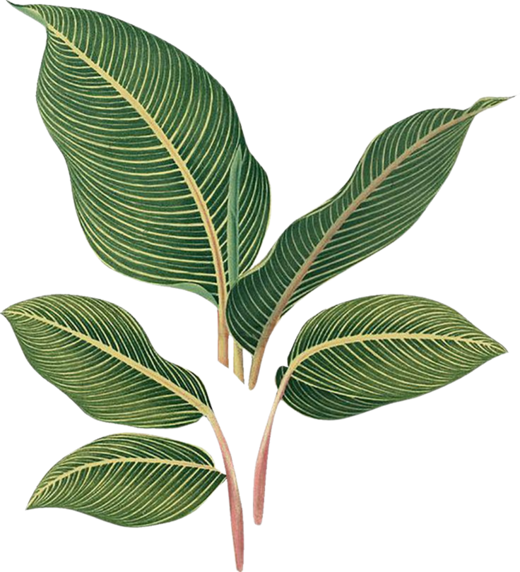 Plant Leaves Illustration 